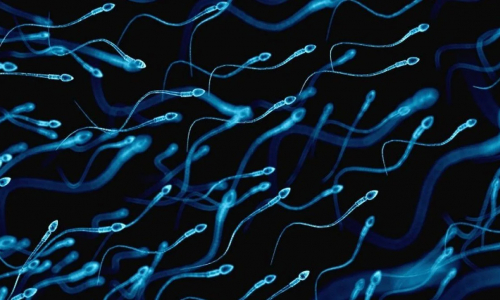 Microplastiche nello sperma umano, gli esperti: 