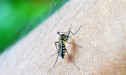 Allarme Dengue, rischiamo una nuova pandemia? Risponde linfettivologo